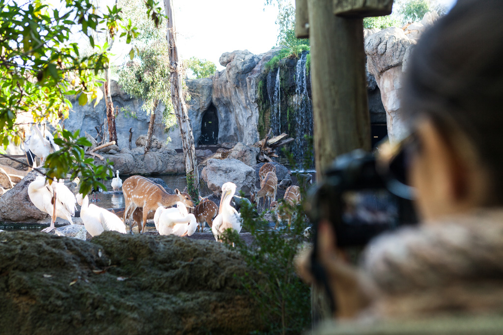 06safari_bioparc