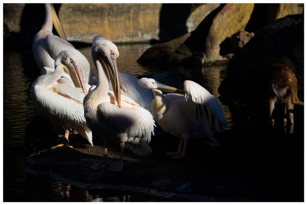 15safari_bioparc